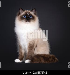 Beautiful young adult seal Ragdoll cat, sitting up straight diagonal. Looking to camera with mesmerizing blue eyes. Isolated on a black background. Stock Photo