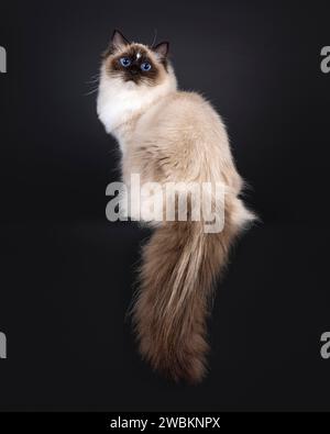Beautiful young adult seal Ragdoll cat, sitting up backwards on edge Looking over shoulder to camera with mesmerizing blue eyes. Isolated on a black b Stock Photo