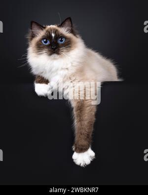 Beautiful young adult seal Ragdoll cat, laying down facing front on edge showing white paws. Looking to camera with mesmerizing blue eyes. Isolated on Stock Photo