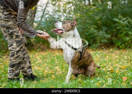 A focused obedience training session with a Staffordshire Terrier in a park setting. The dog is being trained by its owner with a toy in a playful and Stock Photo