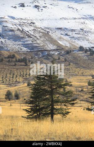 A cedrus Libani, Cedar of God , tree against a snow covered summit. Stock Photo
