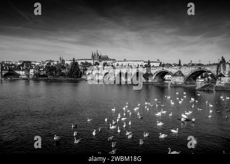 The black and white photo of swans on the Vltava river in front of old Charles bridge (Karluv most), with panorama of Prague city, Czech Republic. Stock Photo