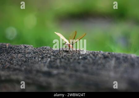 Flying termites on the ground Stock Photo