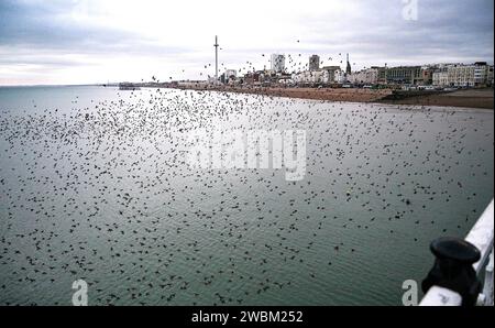 Brighton UK 11th January 2024 - Swimmers watch the starling murmuration from below by Brighton Palace Pier tonight as they go to roost after another cold day along the South Coast with more snow forecast for early next week in the UK : Credit Simon Dack / Alamy Live News Stock Photo