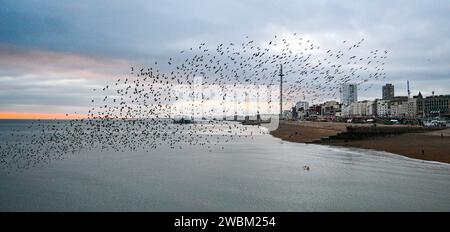 Brighton UK 11th January 2024 - Swimmers watch the starling murmuration from below by Brighton Palace Pier tonight as they go to roost  after another cold day along the South Coast with more snow forecast for early next week in the UK : Credit Simon Dack / Alamy Live News Stock Photo