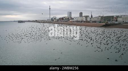 Brighton UK 11th January 2024 - Swimmers watch the starling murmuration from below by Brighton Palace Pier tonight as they go to roost after another cold day along the South Coast with more snow forecast for early next week in the UK : Credit Simon Dack / Alamy Live News Stock Photo