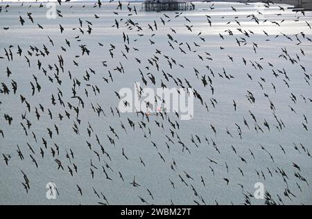 Brighton UK 11th January 2024 - Swimmers watch the starling murmuration from below by Brighton Palace Pier tonight as they go to roost after another cold day along the South Coast with more snow forecast for early next week in the UK : Credit Simon Dack / Alamy Live News Stock Photo