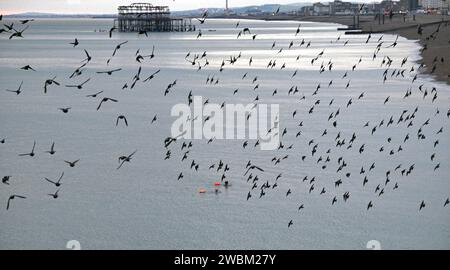 Brighton UK 11th January 2024 - Swimmers watch the starling murmuration from below by Brighton Palace Pier tonight as they go to roost after another cold day along the South Coast with more snow forecast for early next week in the UK : Credit Simon Dack / Alamy Live News Stock Photo