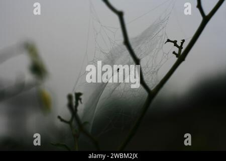 Close up shot of spider web on tree Stock Photo
