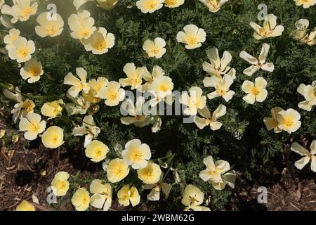 Close up of Evening Primrose Edible Flowers Stock Photo