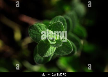 An Origanum Syriacum or wild zaatar plant widely used in Lebanese cuisine. Stock Photo