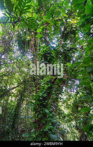 Intertwined lianas and lush foliage in the heart of Maui's tropical rainforest. Stock Photo