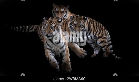 A stunning image of three young Siberian tigers against a dark background Stock Photo