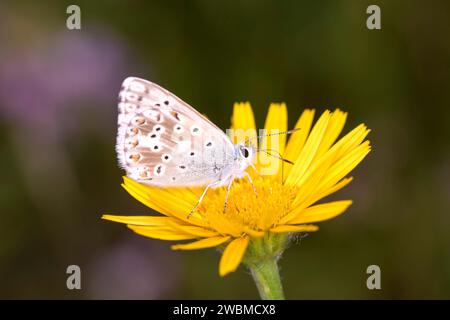 Silver Green Bubble - Lysandra Coridon Sucks Nectar From A Flower Of The Willow-leaved Ox-eye - Buphthalmum Salicifolium Stock Photo