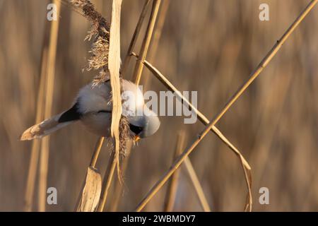 A bearded reedling enjoying a meal during a cold winter day in Estonia Stock Photo
