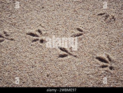 close-up view of a sandy surface. There are bird footprints visible on the sand, indicating that a bird walked across this area (Porto, Portugal) Stock Photo