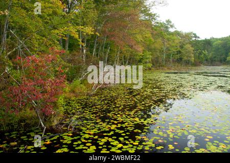 Tillinghast Pond, Tillinghast Pond Management Area, Rhode Island Stock Photo