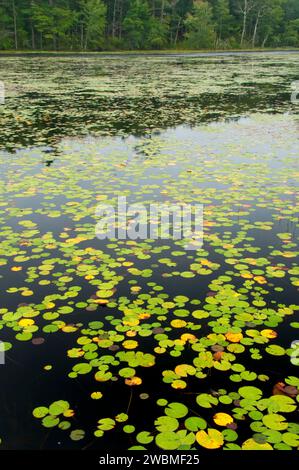 Tillinghast Pond, Tillinghast Pond Management Area, Rhode Island Stock Photo