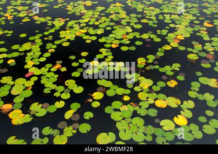 Water lilies at Tillinghast Pond, Tillinghast Pond Management Area, Rhode Island Stock Photo