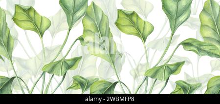 Horizontal seamless banner with undersea plants. Algae, seaweed. Sea kelp. Green leaves. Underwater herbs. aquarium plant. Watercolor illustration. Stock Photo