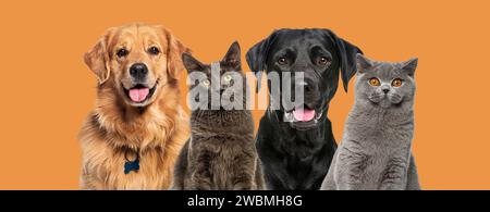 Happy Cats and dogs panting, together in a row, agaisnt orange Stock Photo