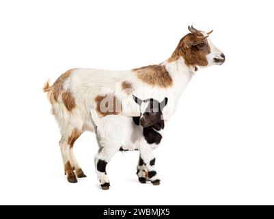 Female Tibetan Pigmy Goat with her kid, isolated on white Stock Photo