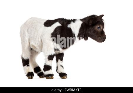 Black and white kid of a Tibetan Pigmy Goat, isolated on white Stock Photo