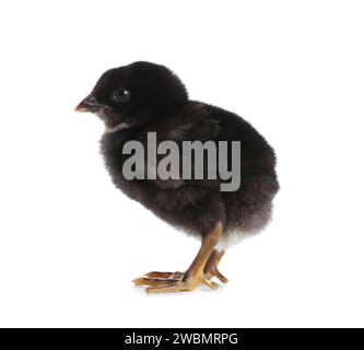 Cute little chick on white background Stock Photo