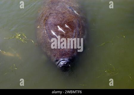 KENNEDY SPACE CENTER, FLA. - Looking more like an alien life form than a mammal, a manatee floats on its back in the Haulover Canal near NASA’s Kennedy Space Center. Manatees live in Florida's warm-water rivers and inland springs. The Florida manatee feeds on more than 60 varieties of grasses and plants. Manatee cows give birth about once every three years. Gestation lasts about 12 months. KSC shares a boundary with the Merritt Island National Wildlife Refuge, which encompasses 92,000 acres that are a habitat for more than 331 species of birds, 31 mammals, 117 fishes, and 65 amphibians and rep Stock Photo