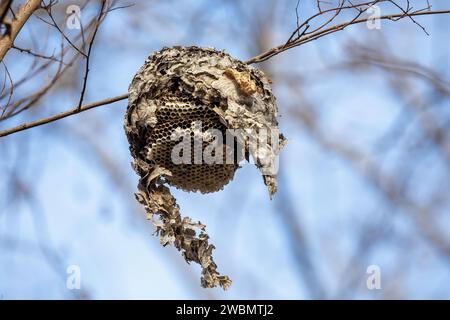 Wasp Nest Hanging in Tree on Blue Sky afternoon scene Stock Photo