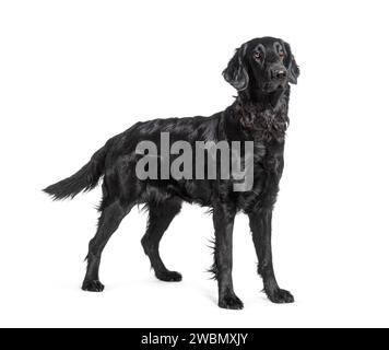 Side view of a Black Flatcoat Retriever dog standing, isolated on white Stock Photo