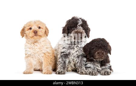 three months old Lagotto Romagnolo puppies in a row, isolated on white Stock Photo