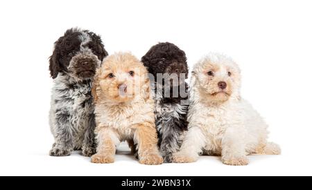 Four three months old Lagotto Romagnolo puppies in a row, isolated on white Stock Photo