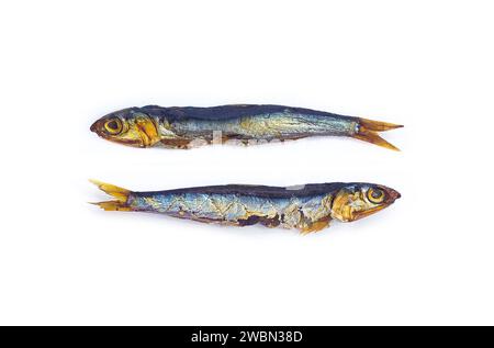 two smoked anchovy fishes, isolated on white Stock Photo