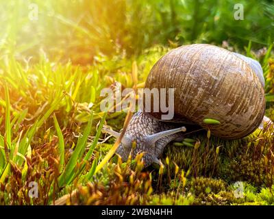 large snail on green moss Stock Photo