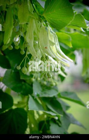 bunches of faded linden on a tree Stock Photo