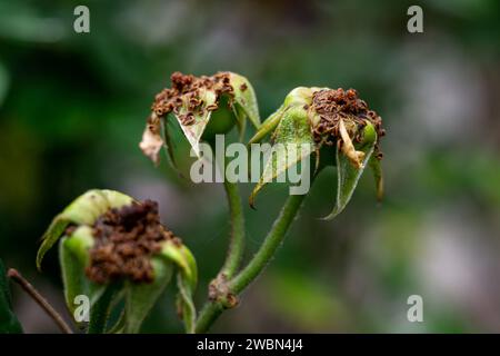 wilted rose flowers, fallen rose buds, rose buds without petals Stock Photo