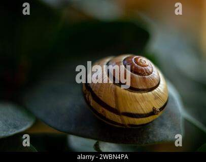 garden snail, macro photography of a garden snail, a shell on a green leaf Stock Photo