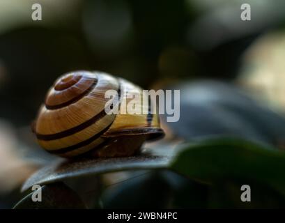 garden snail, macro photography of a garden snail, a shell on a green leaf Stock Photo