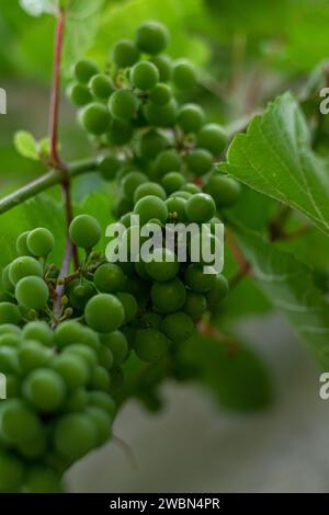 green bunch of grapes, macro grapes, ripe grapes under the summer sun Stock Photo