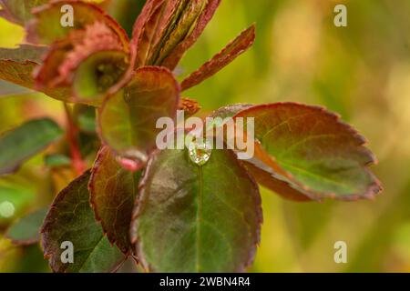 raindrops on garden rose leaves Stock Photo