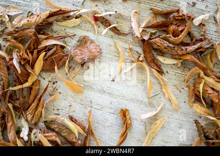 fallen linden seeds, fallen leaves, dry tree leaves Stock Photo