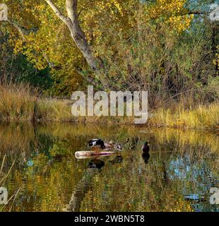 Ducks grace the reflective pond under the fall foliage at Tucson's Agua Caliente Park, a tranquil haven for nature enthusiasts. Stock Photo