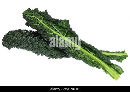 palm kale isolated on white background Stock Photo