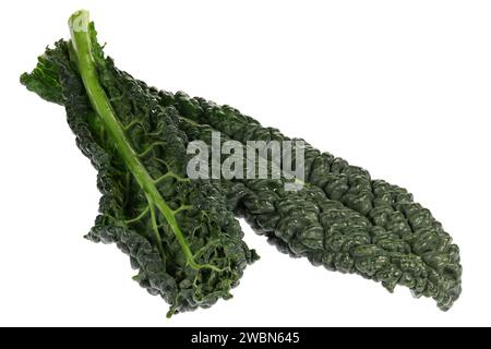 palm kale isolated on white background Stock Photo