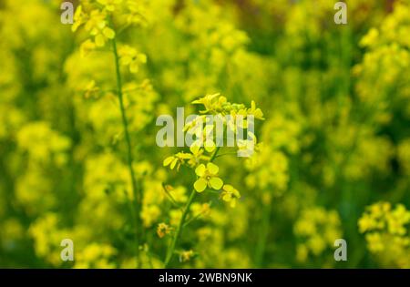 Close-up of a rapeseed blossom in front of a blurred rapeseed field. Selective focus of rapeseed blossoms (Brassica napus) in a canola field with blur Stock Photo