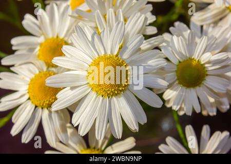 Closeup Charming big white daisies on a spring field. Big white daisies bloom in spring. Stock Photo