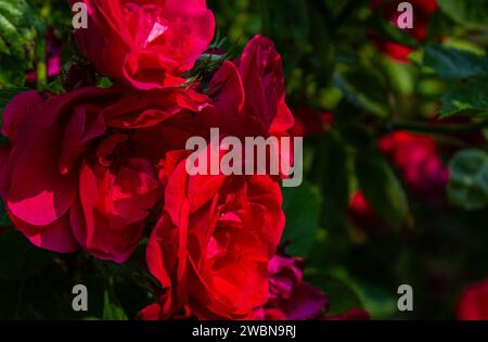 Red roses in their natural habitat in full bloom, a bouquet of flowers close up, elegant, intimate, romantic, delicate on a blurred background. Red ro Stock Photo