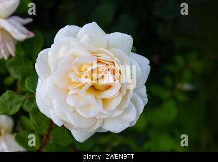 Apricot-white English shrub rose (Rosa) Crocus Rose blooms in a garden. Blooming English rose Crocus Rose in the garden. Tender romantic flower of Eng Stock Photo
