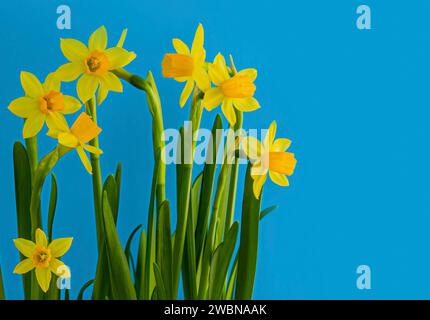 Yellow Narcissus or Daffodil flowers on blue background with copy space. Selective focus. Place for text. Spring concept. Blue and yellow concept. Stock Photo